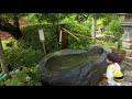 4K ASMR AMAZING BEAUTIFUL HYDRANGEAS Hasedera Japan Ambience Nature Sounds for Sleep,Study,Relax