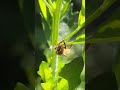 Bee on an Eastern Baccharis