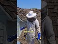These Bees Got Revenge On Me After 2 Months! | #bees #savethebees #shorts