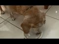 Dog Inhales Pancake