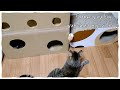 【捨て猫】ダンボールハウスでただ何となく遊ぶ♪もちこさん&こたろうくん😸💖 Cats playing casually in a cardboard house!!😺💕