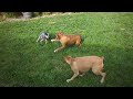 Insane crazy boxer dogs