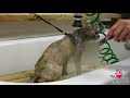 Cat Goes Crazy During Bath