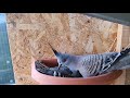 Young pair - Australian Crested Pigeons...the first chicks. Porumbei australieni cu mot