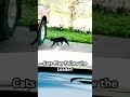 Ready Set Go! Cats Play Follow the Leader #catlover #animals #nature #shorts #short #shortvideo