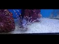 BLACK VOLITANT LION FISH😦😳😲☠️☠️☠️