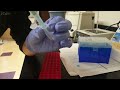 How to Isolate DNA Bands After Getting Double Bands with PCR? #Tutorial