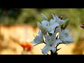 4K Backyard Flowers - 10-bit Color Nature Relax Video with Nature Sounds - Part #2