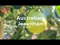 ഓസ്‌ട്രേലിയയിലെ കൃഷിത്തോട്ടം #australianjeevitham #krishi