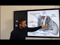 ANATOMY OF THE HEART: FULL EXPLANATION FOR A-LEVEL STUDENTS