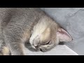 Funny ANIMALS videos 2024🤔New Funny Cats and Dogs Videos🐶
