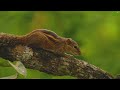 Exploring Apple Orchard: Fruity Adventures with Squirrels, Chipmunks, Birds for Cats to Watch 🐾 4K