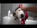 Husky Dad and Puppy Son Take Their First Bath Ever..