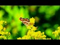 Gentle Healing Music For Health And To Calm The Nervous System, Deep Relaxation