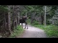 Giant moose surprises hikers on Canadian forest trail | Wild Animal Encounters