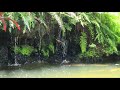 A Small Relaxing Waterfall Lagoon... with Fish!