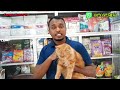 কাটাবনে বিড়াল দেখুন | কমদামে পারসিয়ান বিড়াল কিনুন | Katabonpetmarket | parsian cat price in katabon