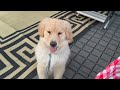 23-Week Puppy -  First Camping Trip (Day 2) - Upper Canada Village - Play Fetch & Popcorn Night