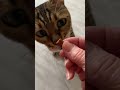 Taylor the Bengal Cat does a taste test on cat treats