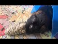 Guinea Pig Playing With Carrot Rope Toy Part 1 - June 20, 2024