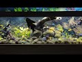 A simple time lapse of the fishtank. 14 July 2024