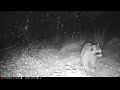 Wary Raccoon Sits Up in Front of Camera