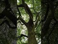 3 mighty beech trees, near Rivington top barn UK wild nature countryside outdoors