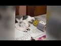 Funniest Cats and Dogs 🤣 Funny Cats Moments 🤣😍