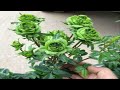 Green Rose Flower Plant | Unique green rose flower plant online