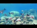 SNORKELING AT PARK HYATT MALDIVES (2023) 🐠🦈 One of our Favorite House Reefs we've Snorkeled! (4K)