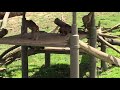 #OaklandZoo bully #monkey got everyone time out🤣😂 #funny #funnyvideo