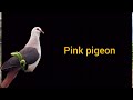 100 pigeon's breeds with name #pigeon