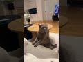 Cat looks shocked after smelling owner's sock