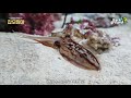 갑오징어 녀석들.. 벌써 다컸네..  갑오징어 짝짓기 Cuttlefish mating