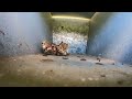 Australian Paper Wasps Fracas Fight on the Nest