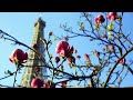 Spring in Paris | Romantic Accordion music | Mellow Paris Cafe Music