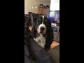 What Happens When You Ignore A Bernese Mountain Dog