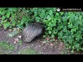 Amazing footage of badgers emerging and feeding in the daylight – 19th July 2016