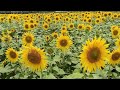 #sunflower #sunflowerfield #sundarapandiapuram sundarapandiapuram #flowers #flower