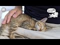 【保護猫】腹ぺこ子猫のうまうま動画
