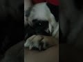 Teddy  Pug likes to lick