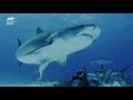 Forrest Collects A Poo Sample From A Bull Shark! | Extinct Or Alive?