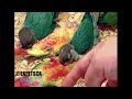 Conures Got Tickled To Sleep #greencheekconure #parrots #birds #cutebird #cute #viral