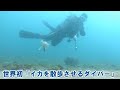 Interesting behavior of bigfin reef squid reacting to lure