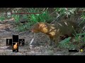 Mongoose FIghting a Snake with Dark Souls Music and HUD