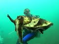 A curious cuttlefish