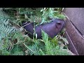 jungle man weeding potato farm field with wife @junglefamilycooking