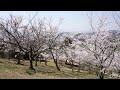 王子が岳桜園地