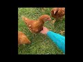 ISA Brown chickens