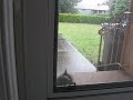 Cat  knocks on the door to get in house